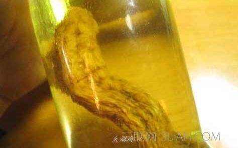 天麻可以和什么泡酒 天麻可以泡酒吗