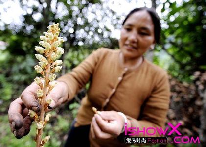 天麻价格多少钱一斤 天麻怎么吃效果最好