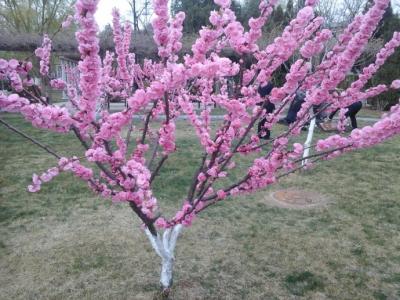 扫墓为何献桃花艾草，清明节插柳习俗