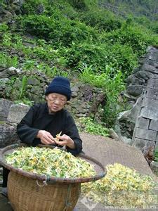 怎么挑选金银花颜色 如何挑选金银花