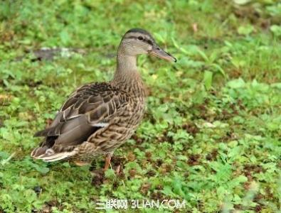 野鸭蛋的营养价值 野鸭肉的营养价值