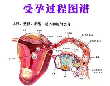 排卵期会怀孕吗 快速怀孕的时间――排卵期