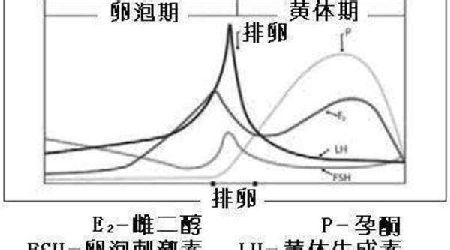 女性生理排卵期 女性排卵期会出现的七大生理变化