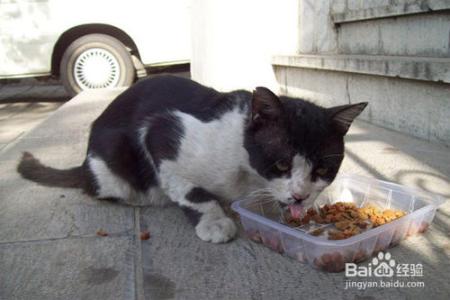 怎样训练猫咪听话 怎样训练猫咪不咬人