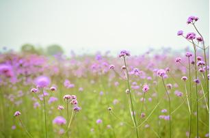 心若晴朗 何来雨天 心若晴朗，雨天也浪漫