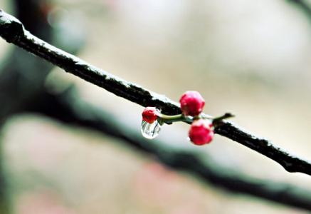 三月里小雨 三月的小雨，三月里思念的你