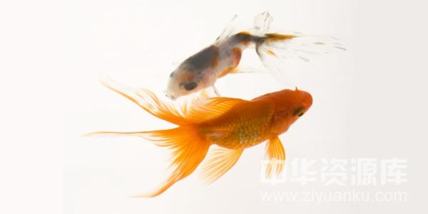 鱼在波涛下微笑赏析 在波涛下,鱼微笑