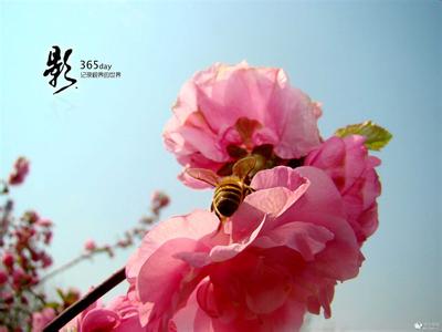 面朝大海春暖花开 纪念你我曾写在春暖花开的永恒