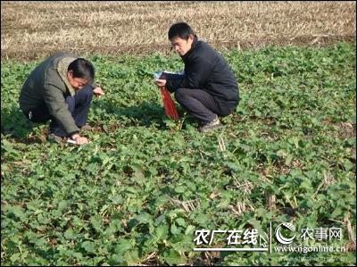 丰收一号油菜籽 油菜冬培土促根护苗保丰收