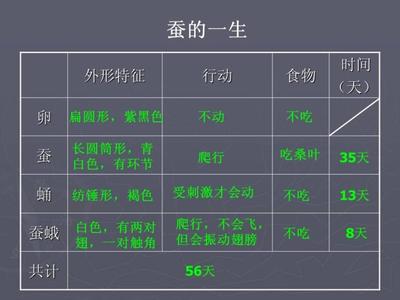 养蚕观察日记 科学观察日记-养蚕