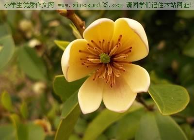 香蕉花 香蕉花【优秀作文】