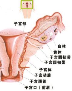 女人来月经不能吃什么 大姨妈来了不能吃哪些东西