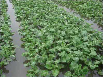 二氧化氯防治烂根 阴雨天油菜烂根死苗的防治技巧