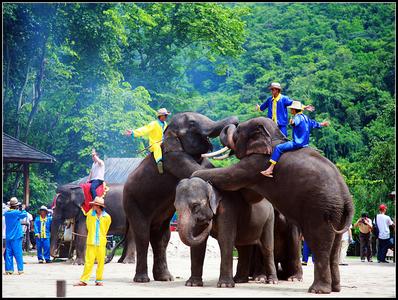 西双版纳野象谷门票 西双版纳野象谷