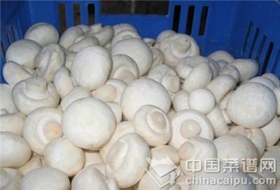 抗癌食物排行榜 春季吃5种白色食物防病抗癌