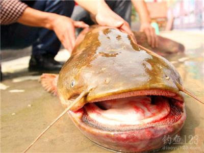 野钓鲶鱼技巧 野钓鲶鱼饵料诱饵技巧