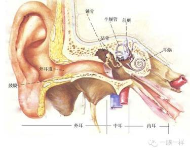 掏耳朵多久一次合适 耳朵应该多久掏一次