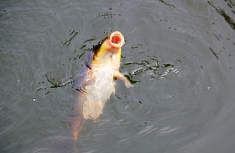 夏季钓鲤鱼技巧 夏季池塘钓鲤鱼的技巧