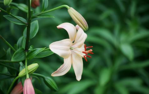 盆栽百合花怎么养殖 怎样养百合花