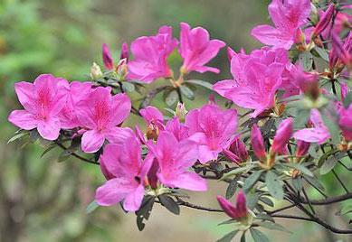 红色杜鹃花有毒吗 杜鹃花有毒吗