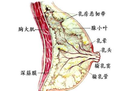 小叶增生严重吗 小叶增生是什么