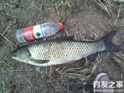 钓草鱼最佳调漂是几目 夏季钓草鱼的最佳方法是什么