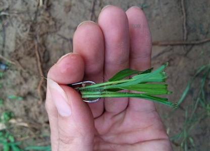 夏天钓草鱼技巧 夏天使用青草钓草鱼的3个技巧