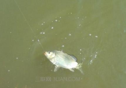 夏季野钓鲫鱼饵料配方 夏季钓鲫鱼的七钓七不钓