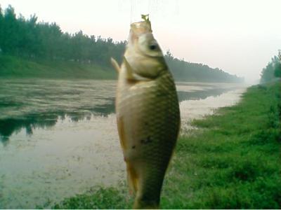 自然水域钓鲫鱼视频 自然水域怎么钓野生大鲫鱼