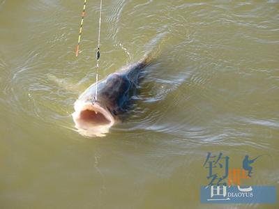 春季野钓鲫鱼技巧 秋季野钓鲫鱼的技巧