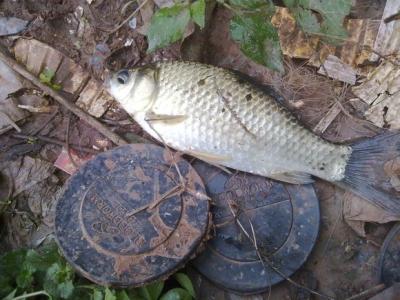 野钓鲫鱼调漂最佳方法 浅滩钓鲫鱼与跑钓鲫鱼的方法