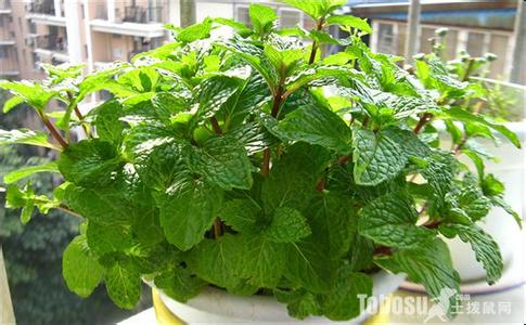 夏季防蚊虫妙招 夏季能够防蚊虫的植物