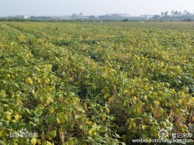 红小豆栽培技术 红小豆种植栽培