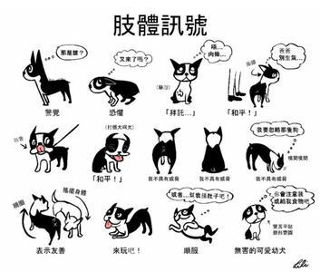 比熊犬的肢体语言 狗狗的肢体语言