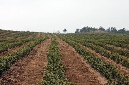 大棚蔬菜冬季管理措施 茶树冬季管理措施