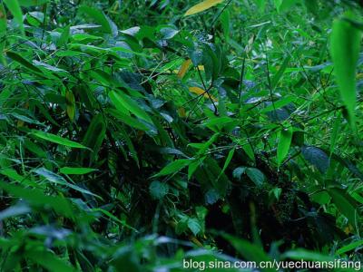 微风细雨 微风细雨，惹人醉