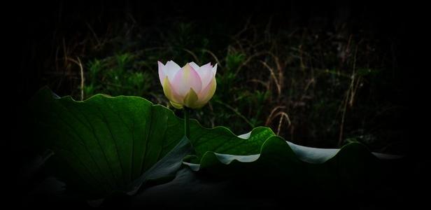 污泥干化与焚烧技术 荷花与污泥