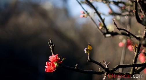 立春节气 2015立春节气祝福语