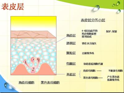 面部皮肤学的基础知识 皮肤的知识