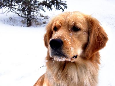 图解如何挑选金毛幼犬 如何挑选金毛犬