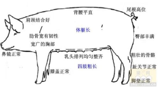 怎样挑选小母猪 怎样挑选后备母猪