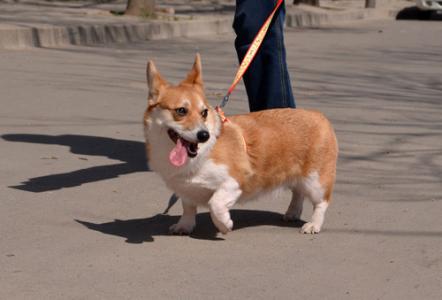 如何挑选3个月柯基犬 如何挑选柯基犬