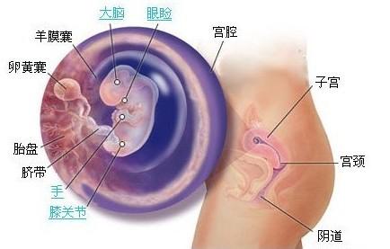 胎儿教育 教育为什么要从胎儿开始