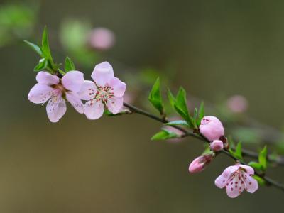 春分养生短信 春分短信