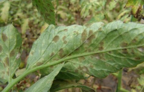 番茄叶霉病的防治 防治番茄叶霉病