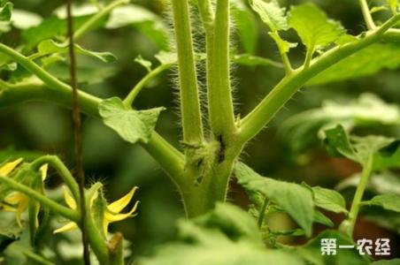 番茄枯萎病防治 如何防治番茄芽枯病