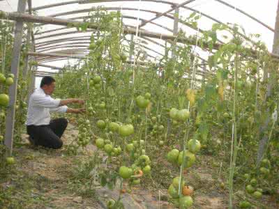 番茄病虫害防治图谱 大棚无公害番茄病虫害业防治