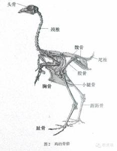 笼养蛋鸡的温度调控 蛋鸡体形发育调控方法