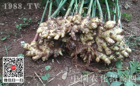 小麦病虫草害防治技术 黄姜病虫草害防治技术