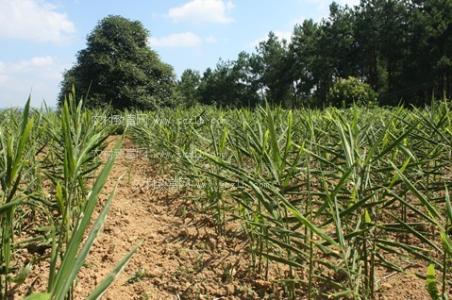 生姜怎样种植产量高 怎样种植生姜